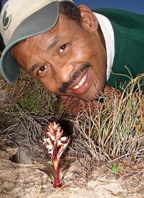 New Orchid Species Spotted by Jacques van Rooi in Cedarberg Dec 2006