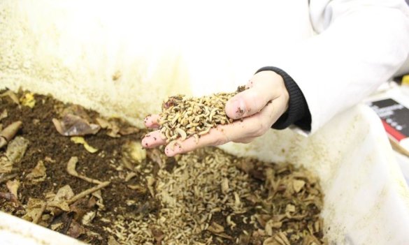 Understanding fly larvae as an chicken feed replacement