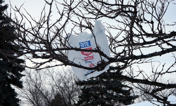 plastic-bag-in-tree.jpg