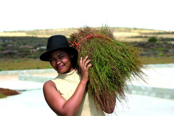 Pic 3 - Woman Harvesting 2.jpg