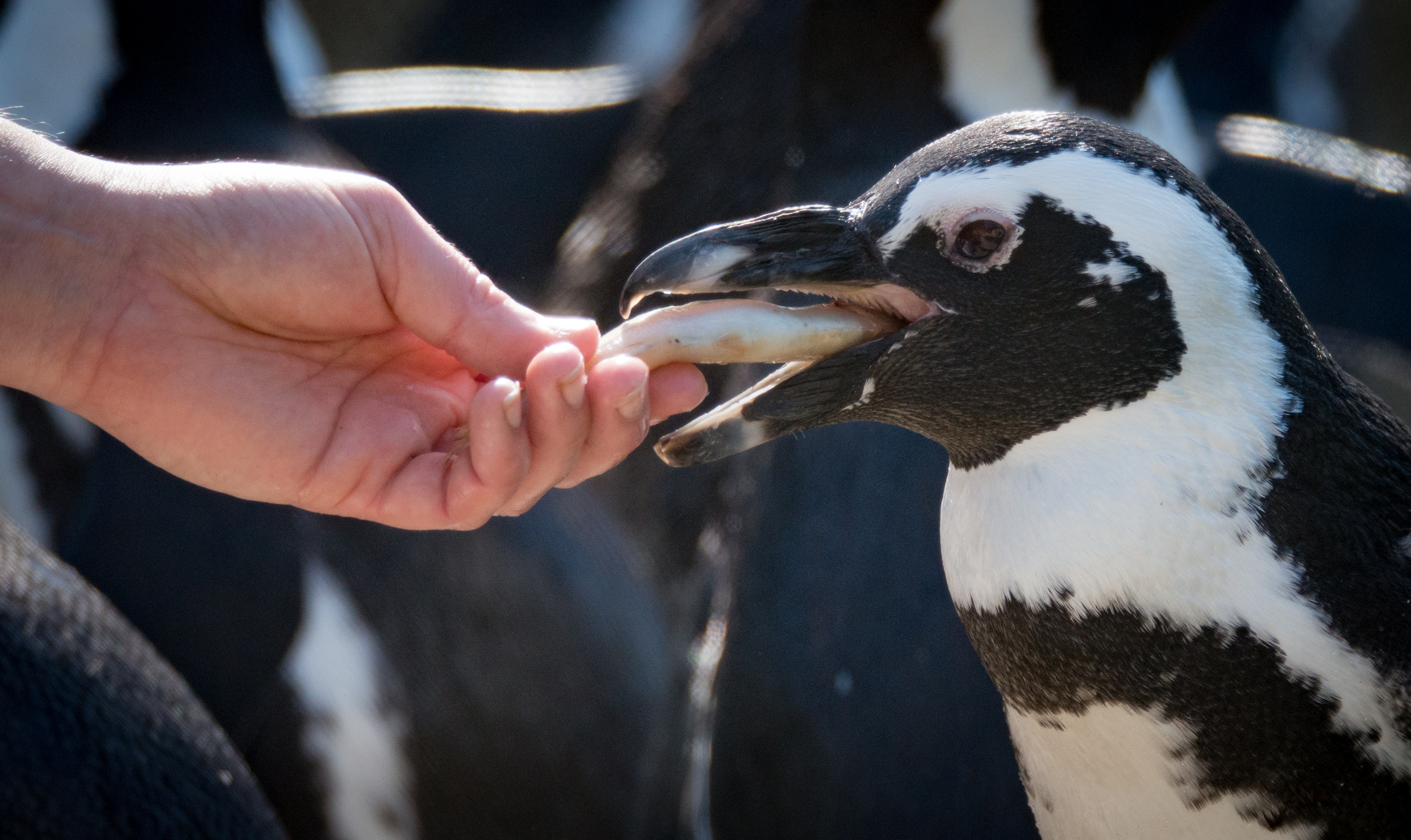 African penguin being fed
