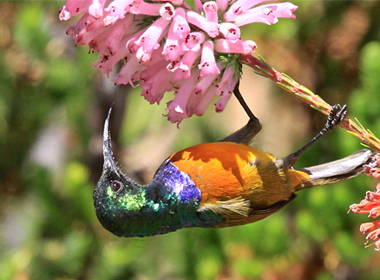 Orange-Breasted Sunbird
