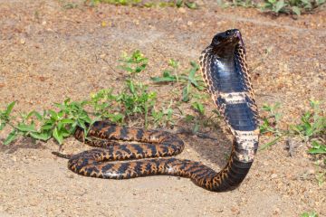Photo: Johan Marais, African Snakebite Institute