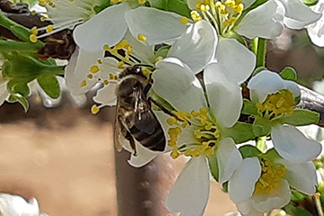 Bee pollinating a plum blossom 