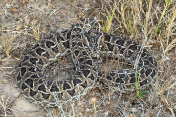 Snakes in the Western Cape