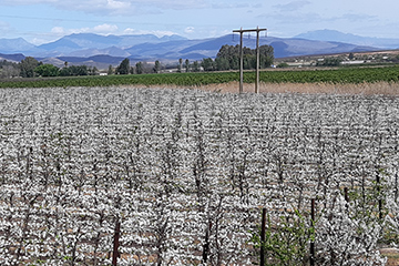 Plum orchards in the Klaasvoogds valley near Robertson, Western Cape