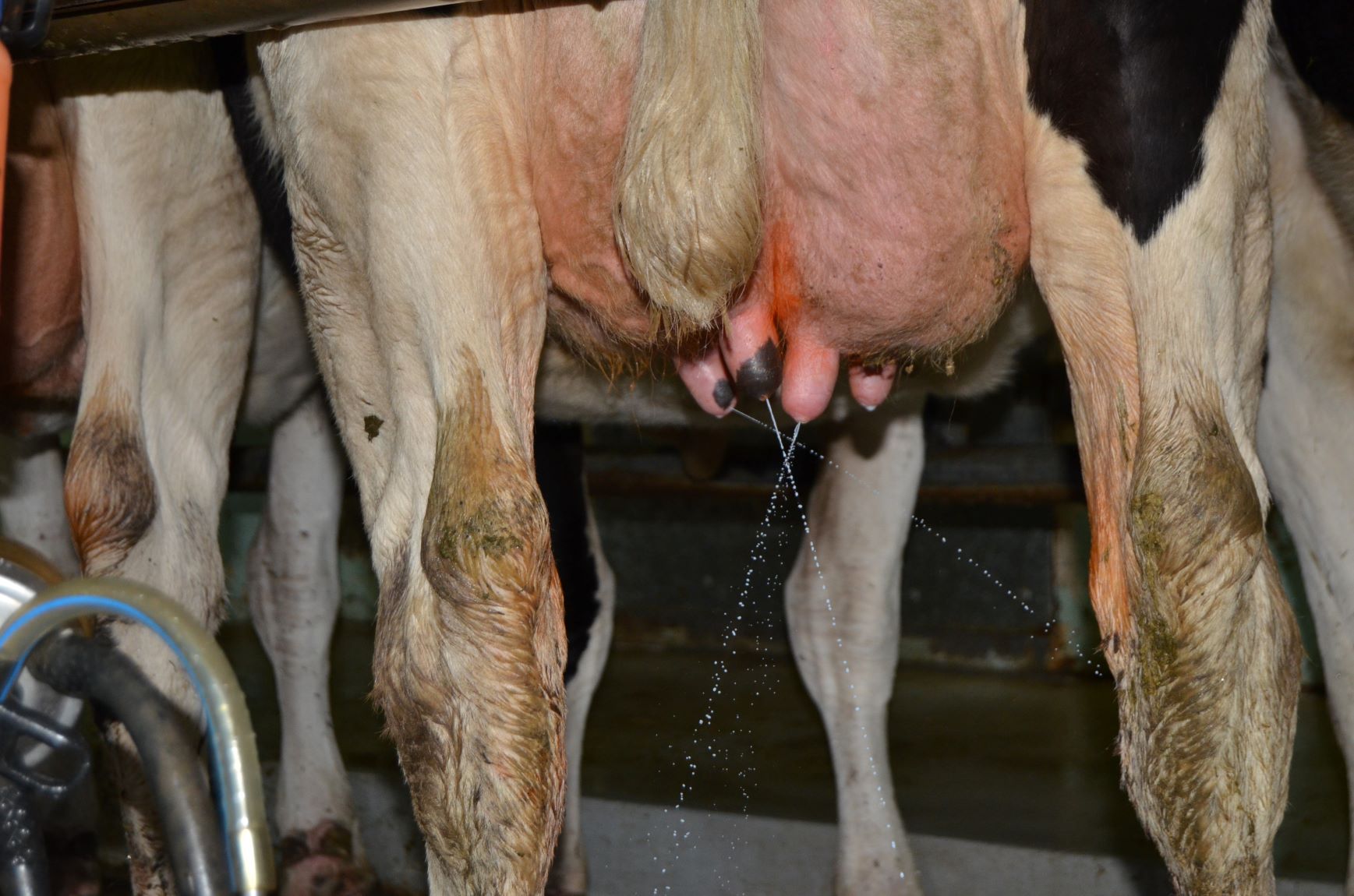 Dairy cows being prepped to be milked