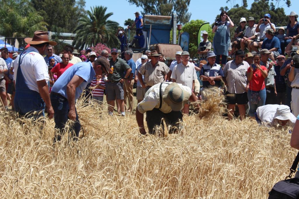 Farmers demonstrating how to cut wheat using a sickle and scythe