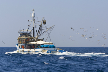 Western Cape fishing harbours are critical contributors to our