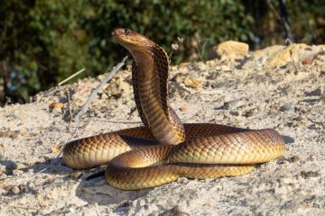 6 Types of venomous snakes in the Western Cape | Western Cape Government