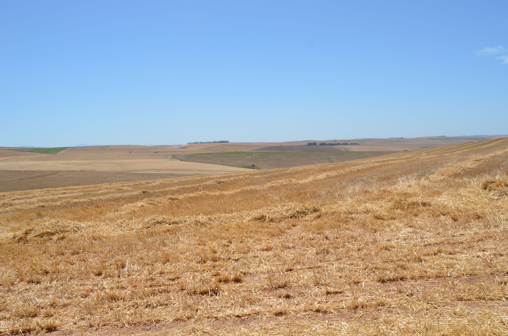 Grain Field in the Overberg taken during 2021 Harvest
