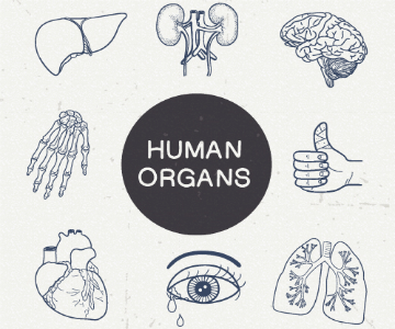 Human organs infographic