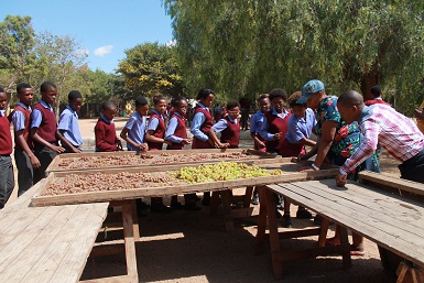 Learners being educated in grape harvesting techniques