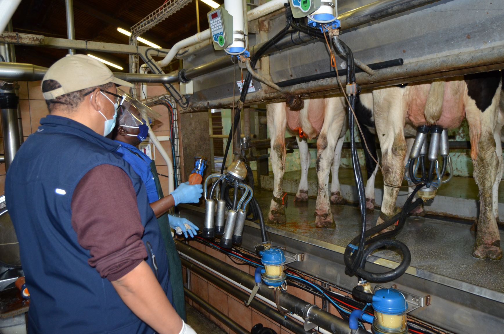 Minister Meyer observing milking time at the dairy parlour at Elsenburg on World Milk Day