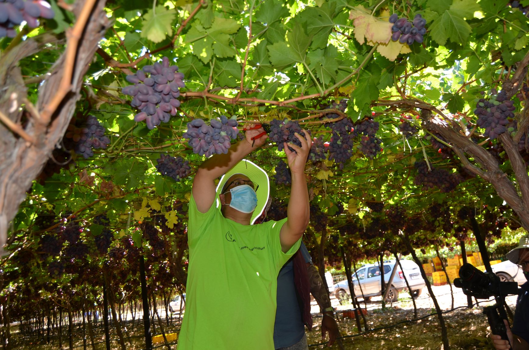 Minister Meyer picks grapes