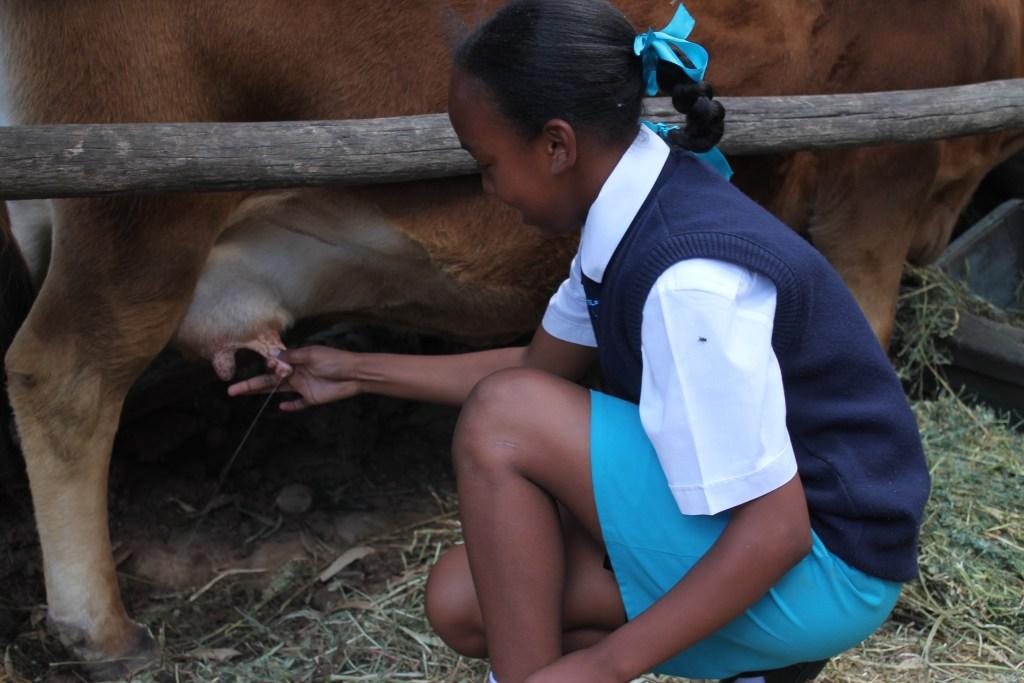 One of the learners milking a cow