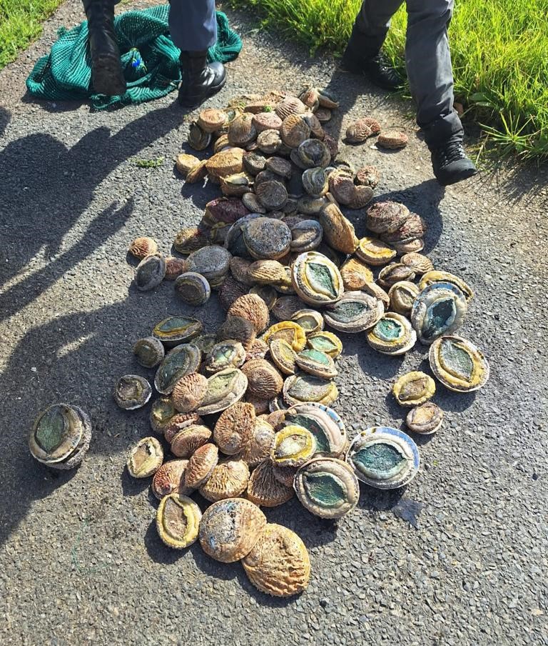 Confiscations during a K-9 Operation in Overstrand 