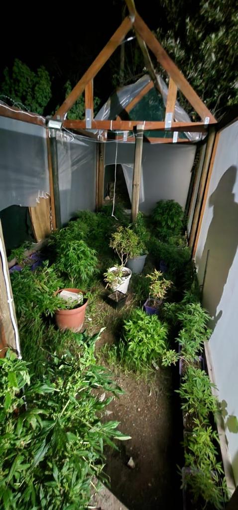 Confiscations of Dagga plants in Overstrand