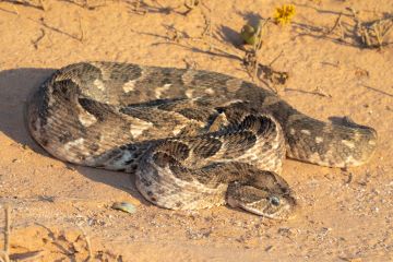 Snakes in the Western Cape