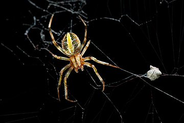 Types Of Spiders You Should Look Out For Western Cape Government
