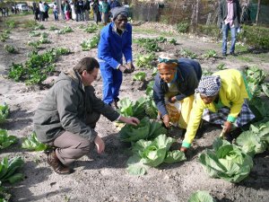 Community Gardens Provide Food Security to the Overberg Community