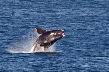 Southern right whale breaching in Hermanus