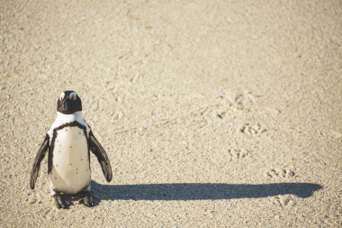 African penguin on beach
