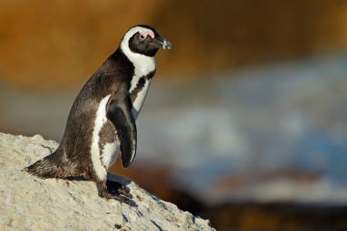 African penguin on rock