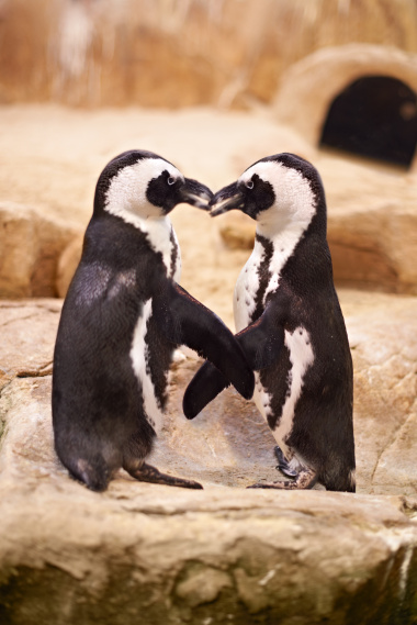 Pair of African penguins