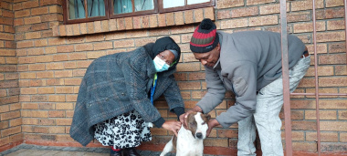 Animal Health Technician Judith Gavu administering rabies vaccination