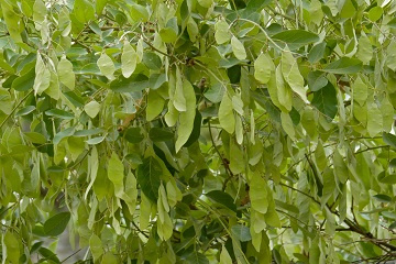Apple-leaf tree fruits