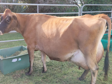 Champion Milk Producing Guernsey Cow at Outeniqua Research Farm