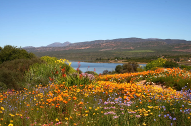 Flowers in the Western Cape
