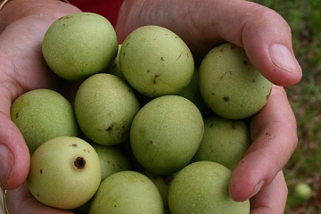 Fruit from the marula tree