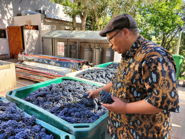 Minister Meyer inspecting the harvest at Thokozani Wines