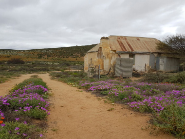 Namakwaland flowers and landscape