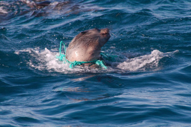 seal caught in plastic pollution