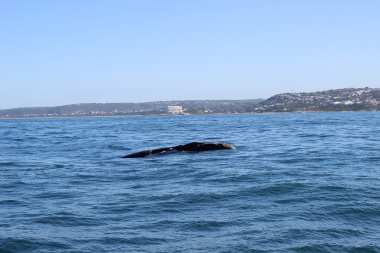 Southern Right Whale - Plett