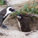 African penguin at nest