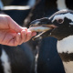 African penguin being fed