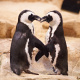 Pair of African penguins