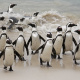 African penguins on beach