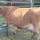 Champion Milk Producing Guernsey Cow at Outeniqua Research Farm