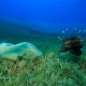 plastic bag under the ocean
