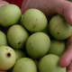 Fruit from the marula tree