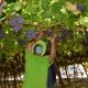 Minister Meyer picks grapes