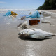 plastic pollution at waters edge on beach