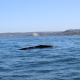 Southern Right Whale - Plett