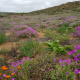 Western Cape Flower season