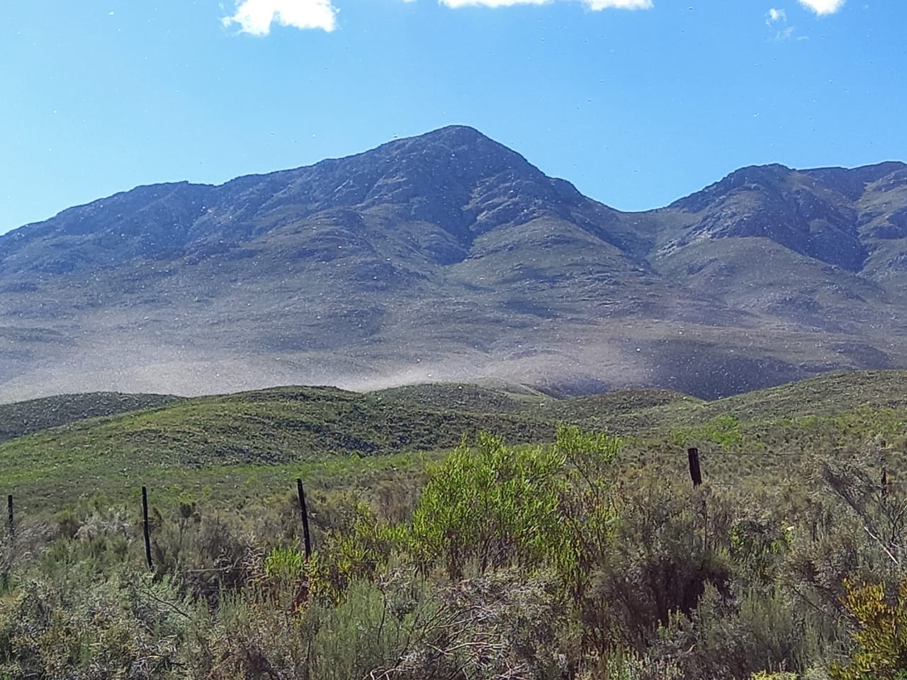 Swarm-of-locusts-sighted-between-Oudtshoorn-and-Ladismith.